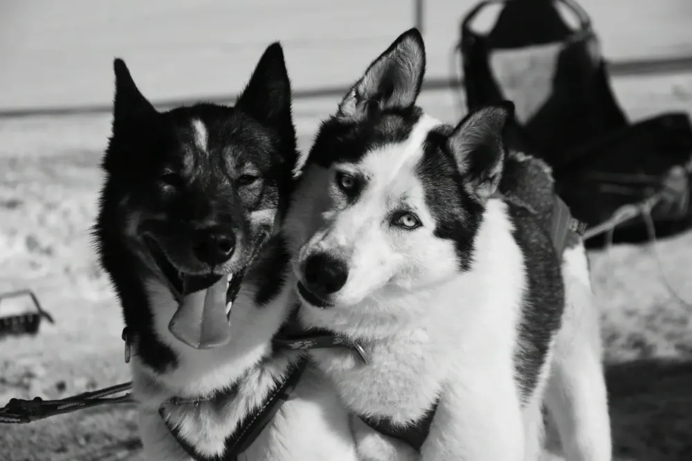 Chien de traîneau prix près de Herbouilly