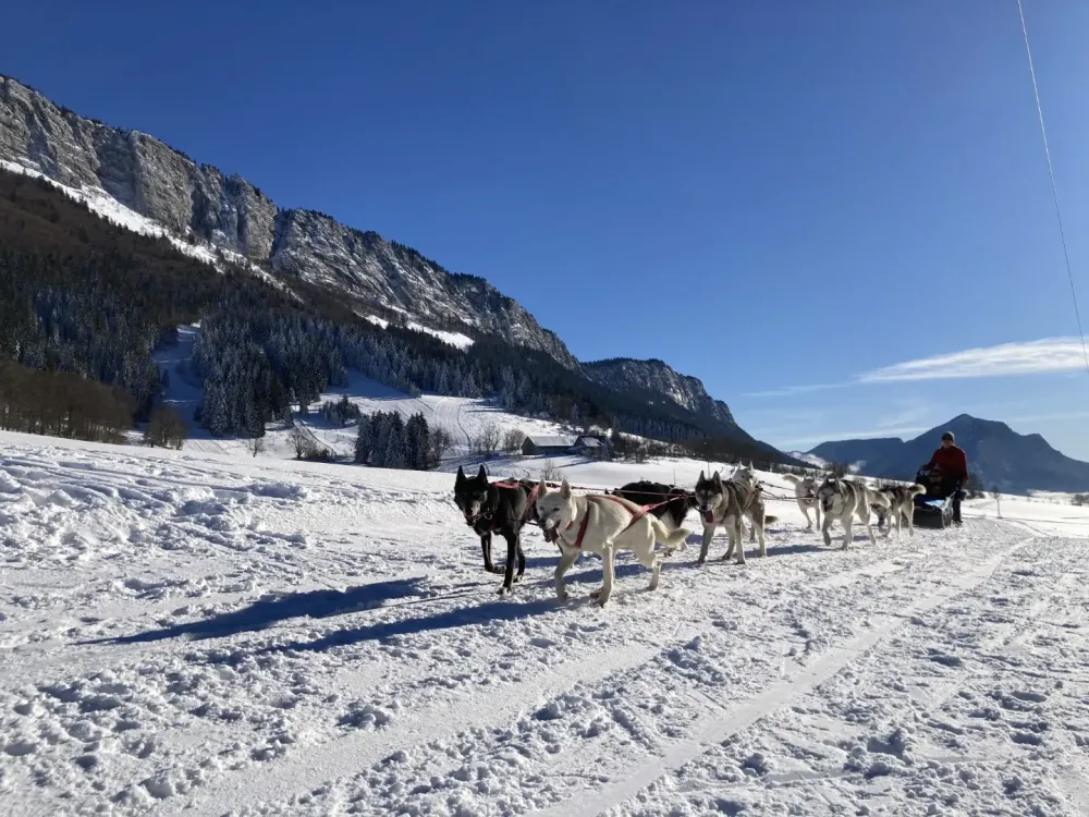 Balade chien de traîneau près de Herbouilly
