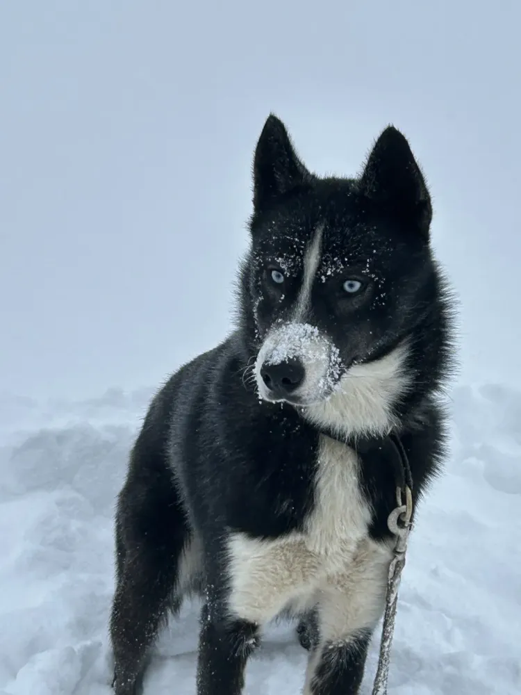 Activité hiver en famille près de Herbouilly