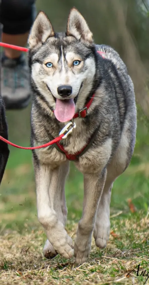 Où faire du chien de traîneau ? près de Herbouilly