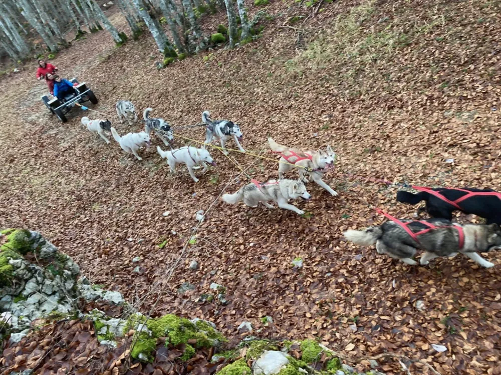 Chien de traîneau sans neige près de Herbouilly